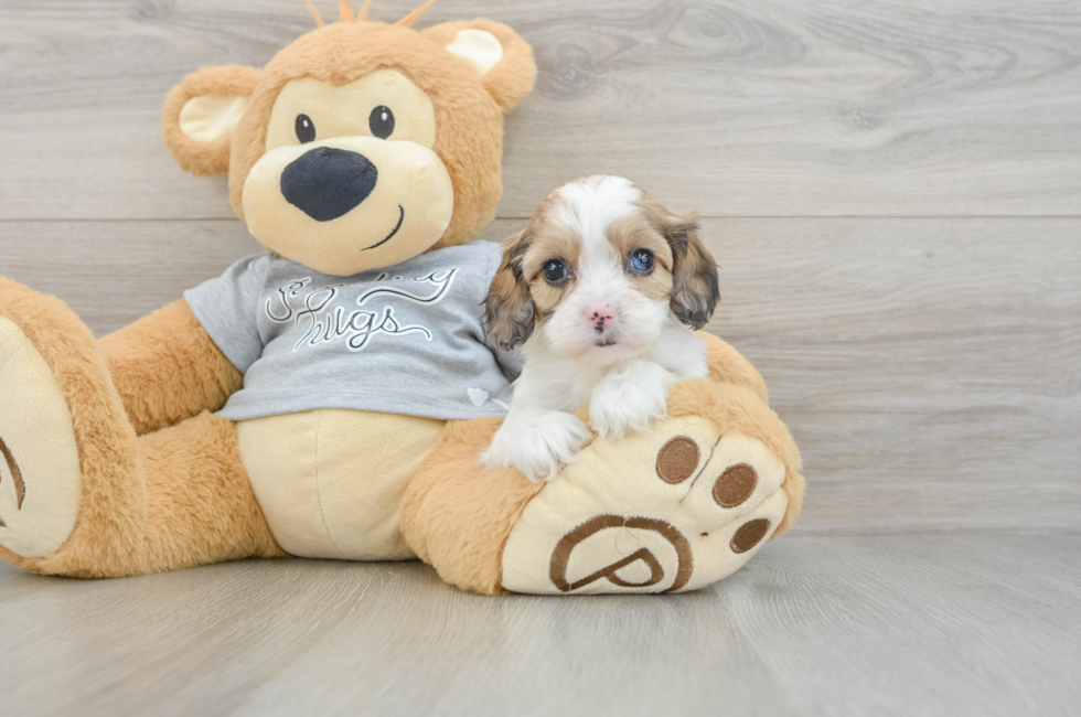5 week old Cavapoo Puppy For Sale - Pilesgrove Pups
