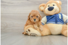 Cavapoo Pup Being Cute