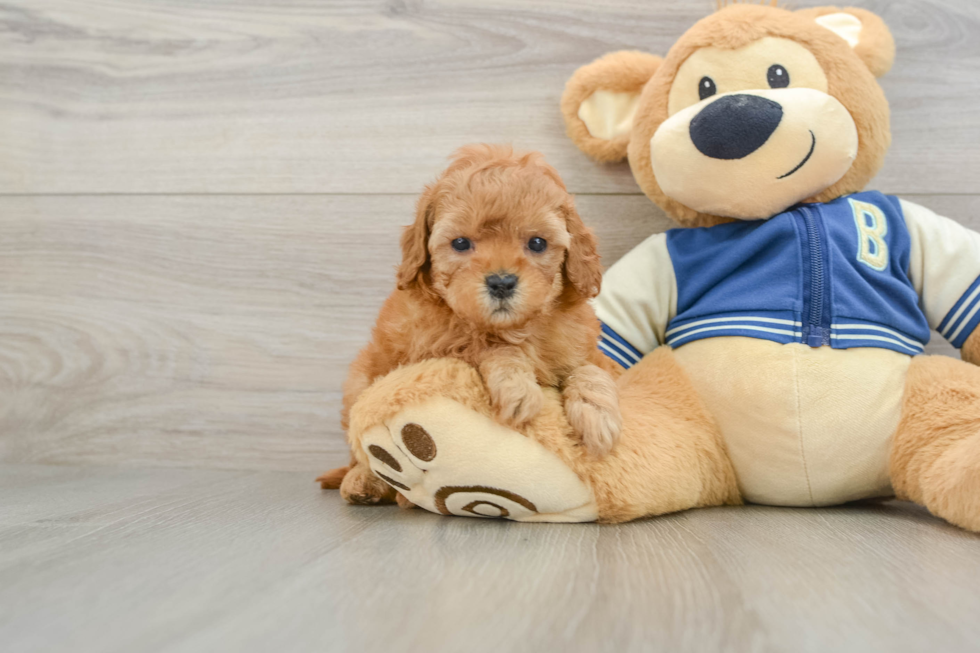 Cavapoo Pup Being Cute