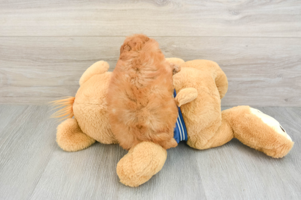 Best Cavapoo Baby