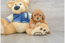 Cavapoo Puppy for Adoption