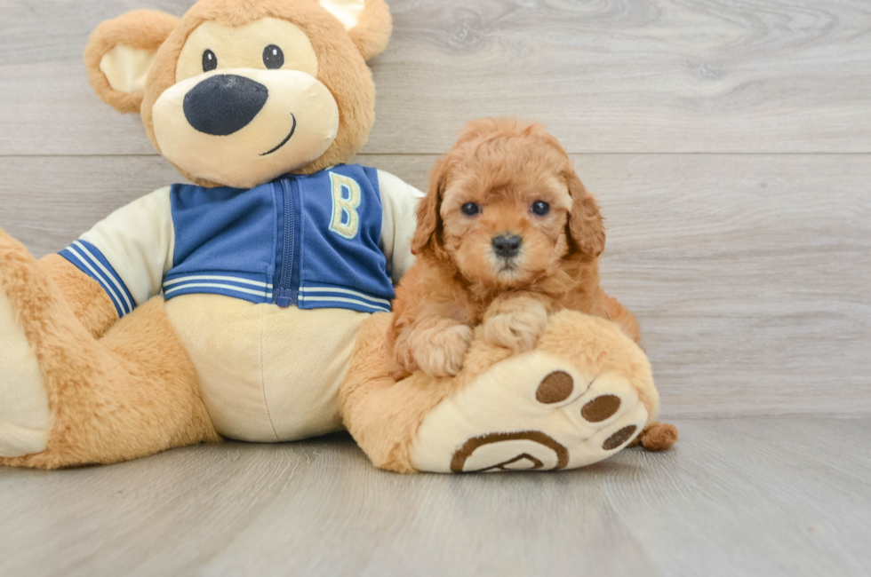 6 week old Cavapoo Puppy For Sale - Pilesgrove Pups