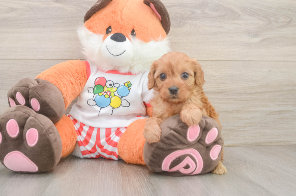 5 week old Cavapoo Puppy For Sale - Pilesgrove Pups