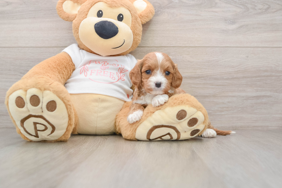 Best Cavapoo Baby