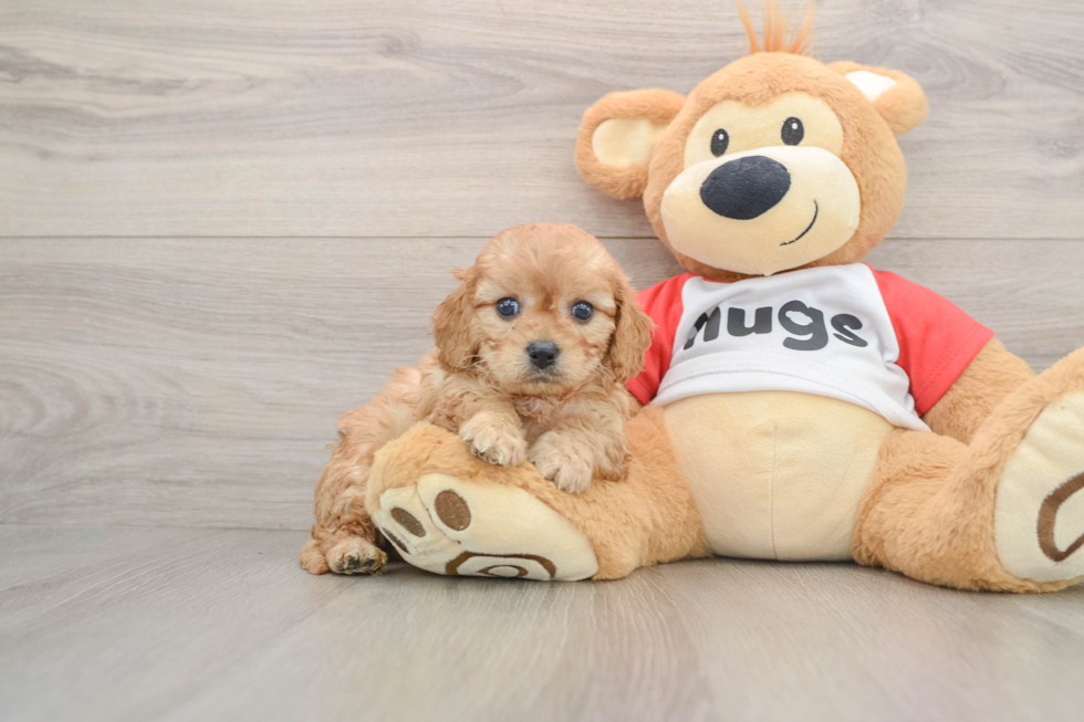 Cavapoo Pup Being Cute