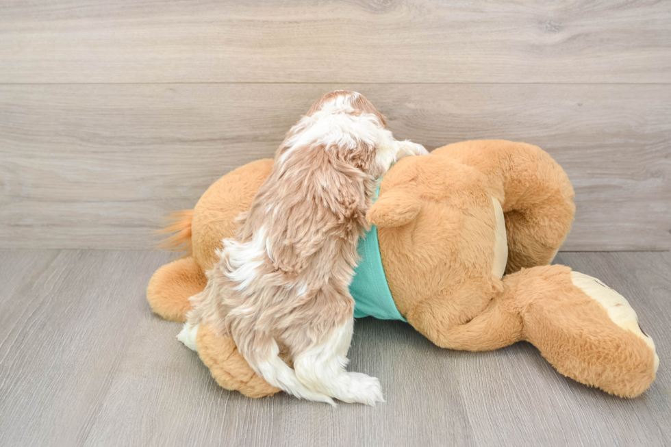 Friendly Cavapoo Baby