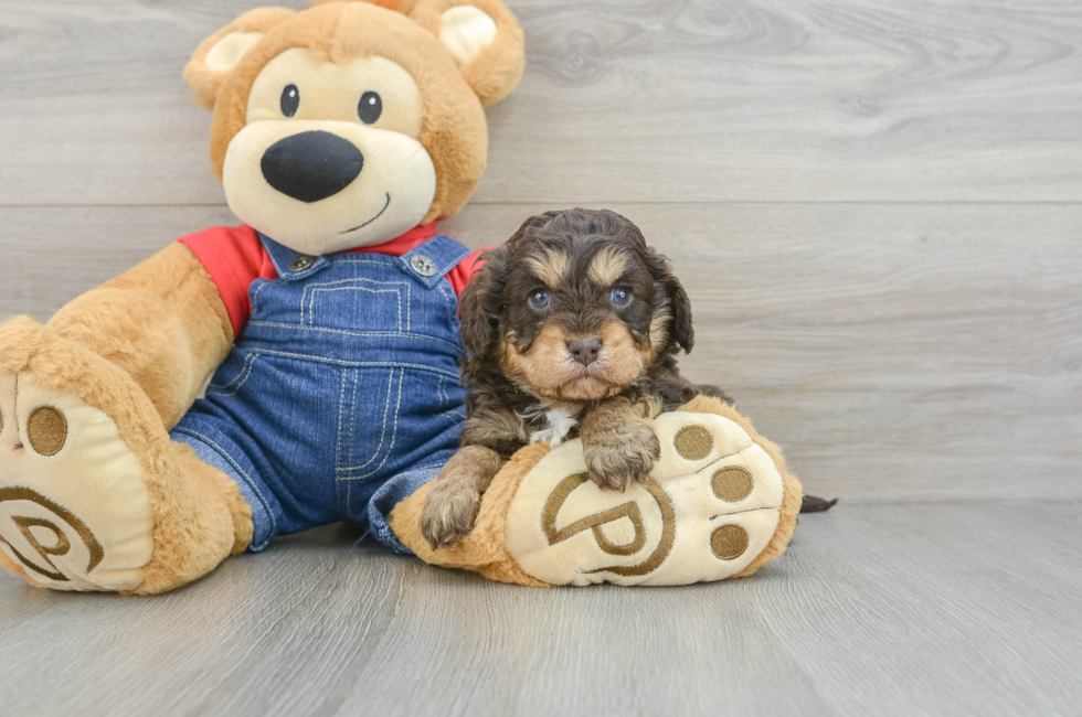 5 week old Cavapoo Puppy For Sale - Pilesgrove Pups