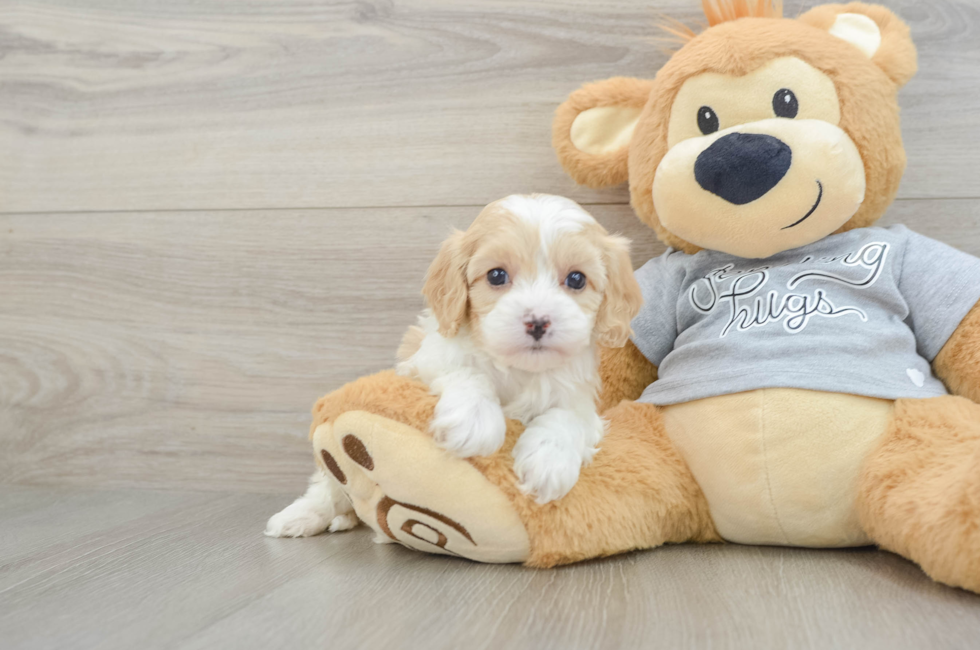 5 week old Cavapoo Puppy For Sale - Pilesgrove Pups