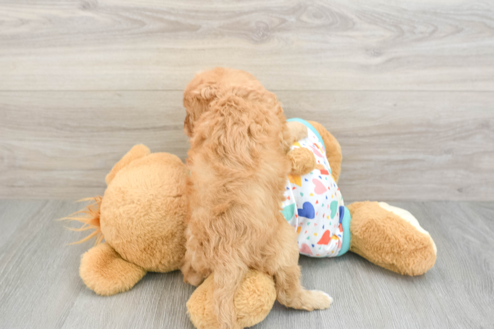 Best Cavapoo Baby