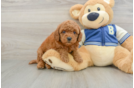 Fluffy Cavapoo Poodle Mix Pup