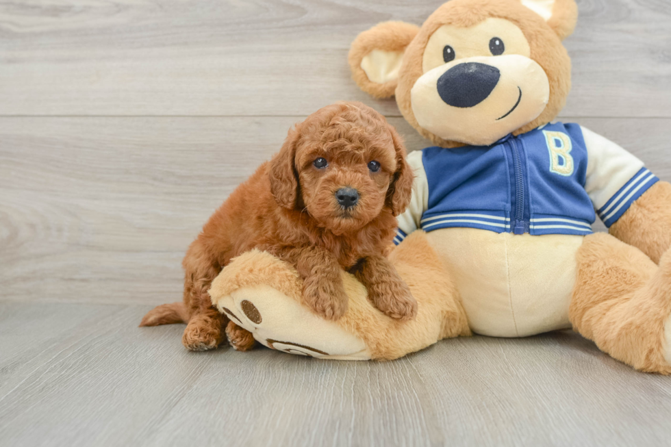 Fluffy Cavapoo Poodle Mix Pup