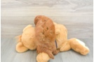 Best Cavapoo Baby