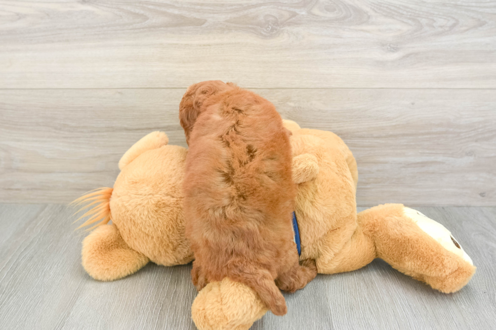 Best Cavapoo Baby