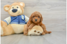 Cavapoo Pup Being Cute