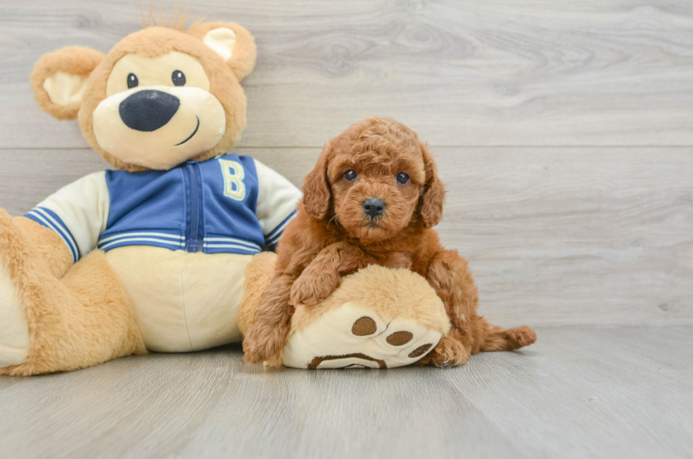6 week old Cavapoo Puppy For Sale - Pilesgrove Pups