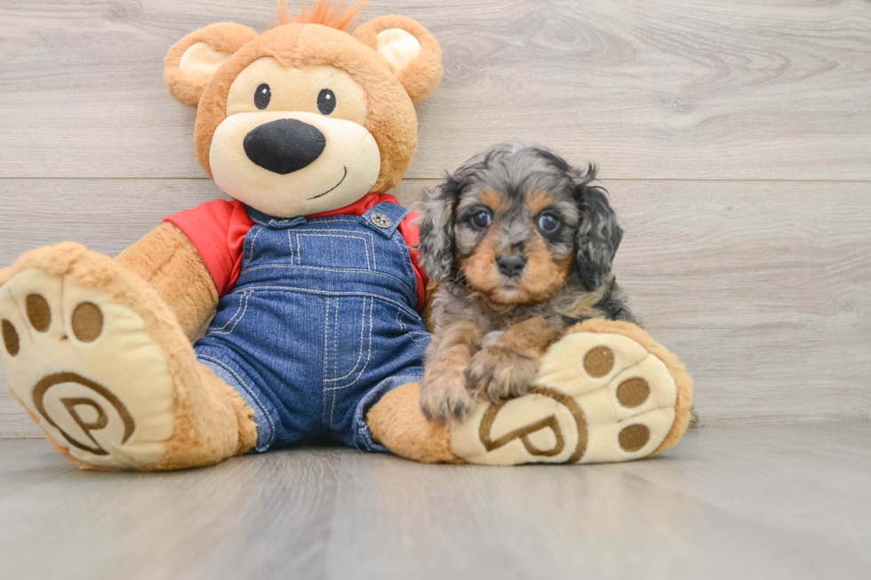 Playful Cavapoodle Poodle Mix Puppy