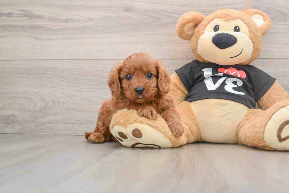 Cavapoo Puppy for Adoption