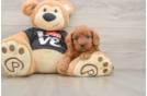 Cavapoo Puppy for Adoption