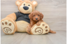 Best Cavapoo Baby