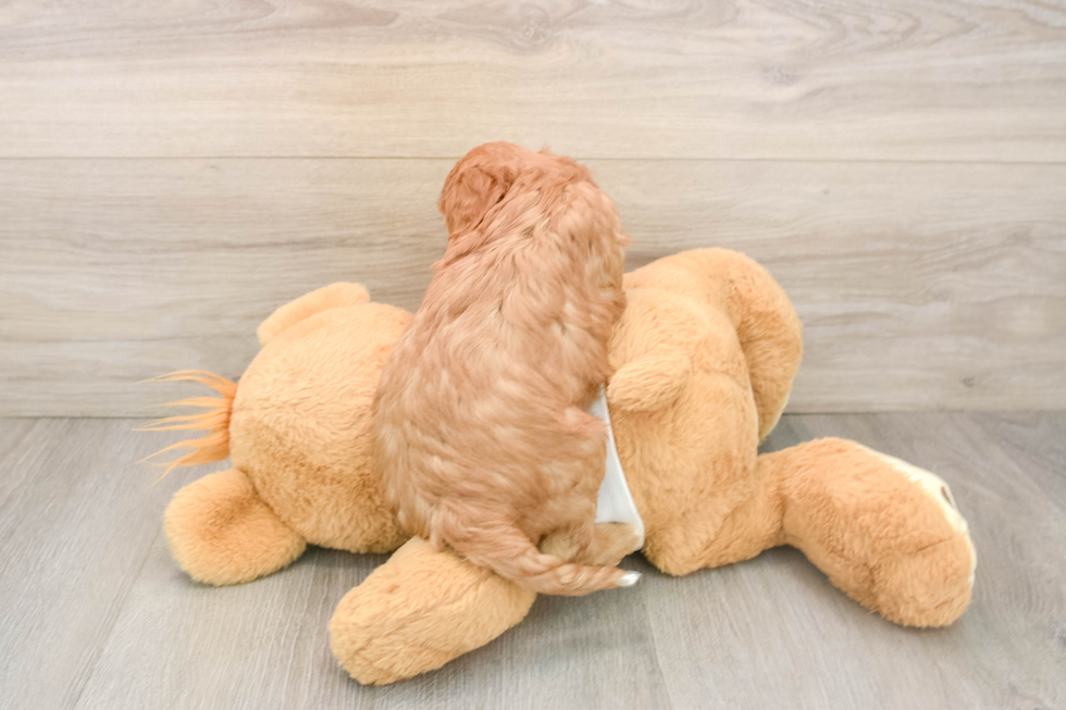 Popular Cavapoo Poodle Mix Pup