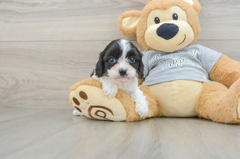 5 week old Cavapoo Puppy For Sale - Pilesgrove Pups