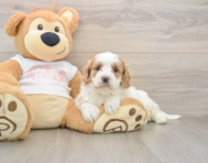 8 week old Cavapoo Puppy For Sale - Pilesgrove Pups