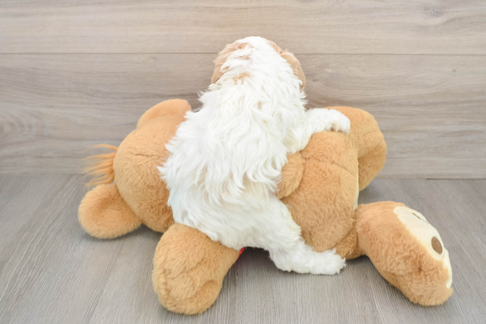 Energetic Cavoodle Poodle Mix Puppy