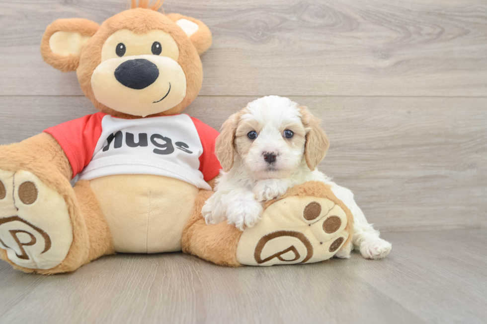 Petite Cavapoo Poodle Mix Pup