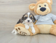 8 week old Cavapoo Puppy For Sale - Pilesgrove Pups