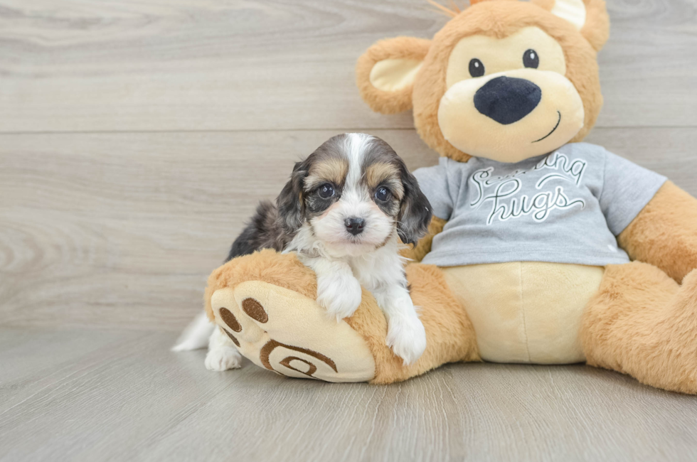 5 week old Cavapoo Puppy For Sale - Pilesgrove Pups