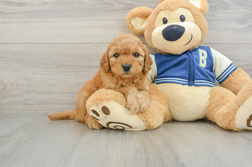 6 week old Cavapoo Puppy For Sale - Pilesgrove Pups