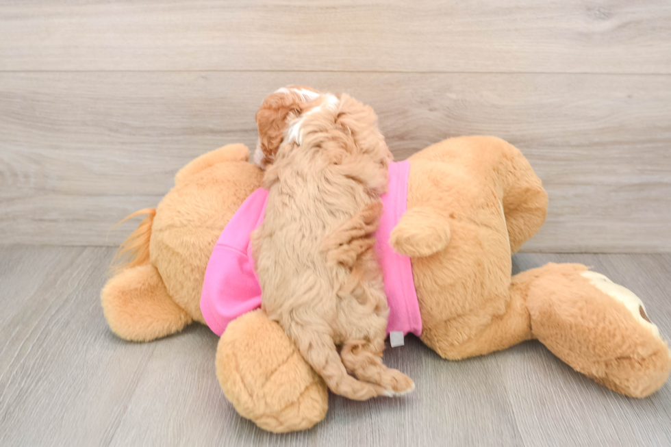 Best Cavapoo Baby