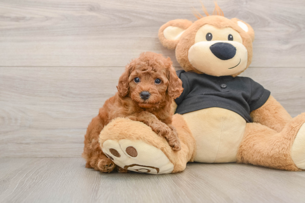 Petite Cavapoo Poodle Mix Pup