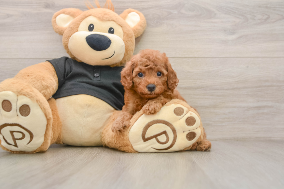 Cavapoo Pup Being Cute