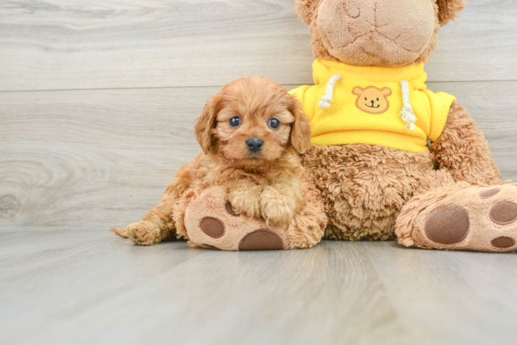 Hypoallergenic Cavadoodle Poodle Mix Puppy