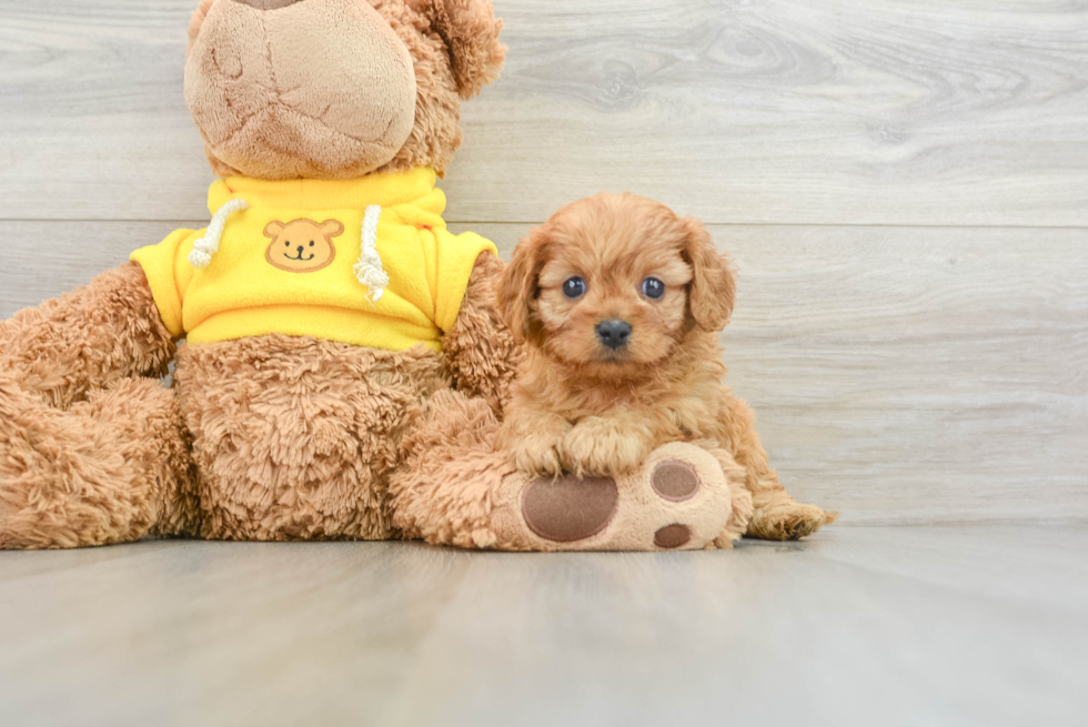 Friendly Cavapoo Baby