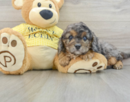 7 week old Cavapoo Puppy For Sale - Pilesgrove Pups