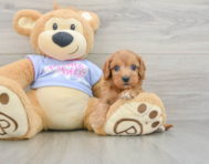 8 week old Cavapoo Puppy For Sale - Pilesgrove Pups