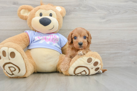 Energetic Cavoodle Poodle Mix Puppy