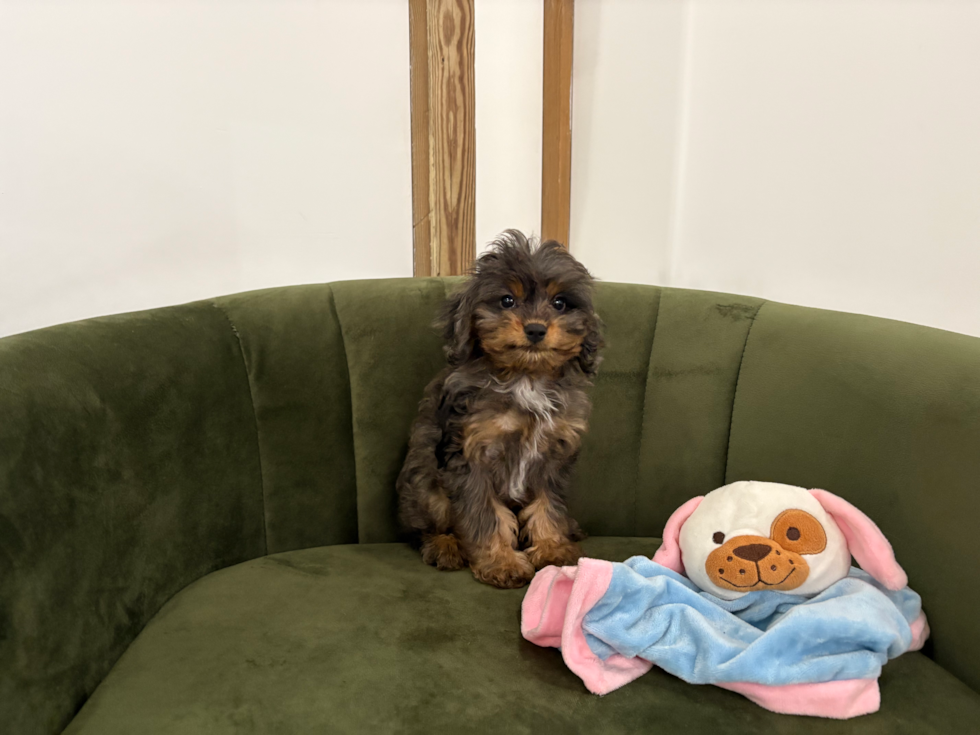 Cute Cavapoodle Poodle Mix Puppy