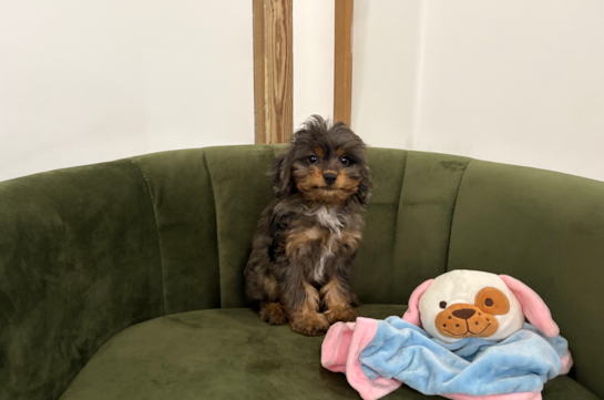 Cute Cavapoodle Poodle Mix Puppy