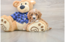 Cavapoo Puppy for Adoption