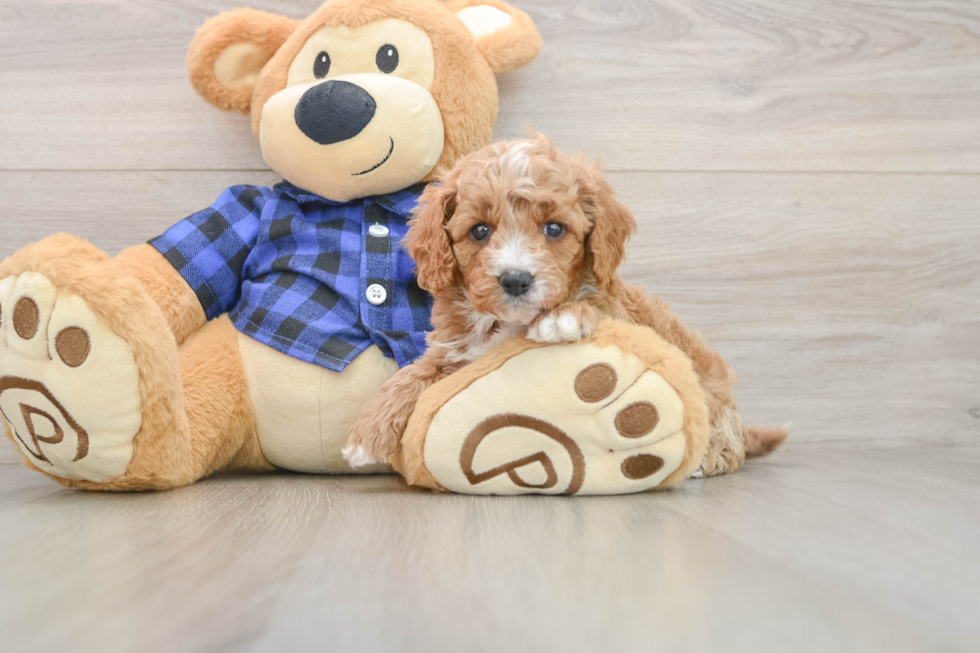 Cavapoo Puppy for Adoption