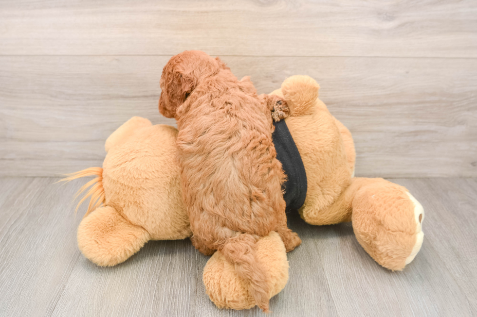 Hypoallergenic Cavadoodle Poodle Mix Puppy