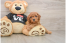 Cavapoo Puppy for Adoption
