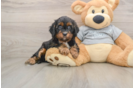 Best Cavapoo Baby