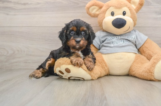 Best Cavapoo Baby