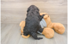 Best Cavapoo Baby