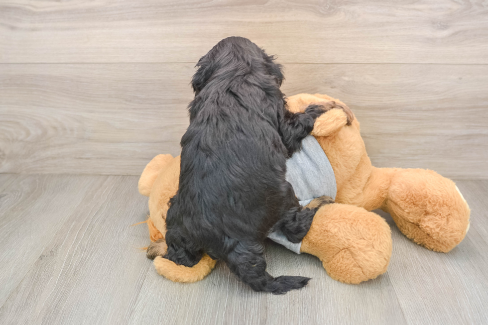 Best Cavapoo Baby