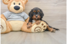 Cavapoo Pup Being Cute